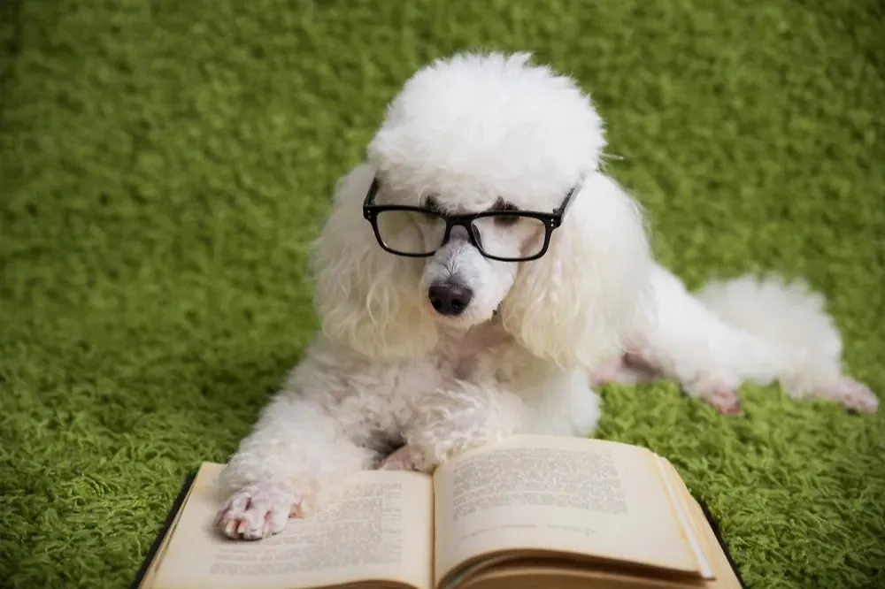 Психологи объяснили связь между интеллектом человека и выбором породы собаки. Фото © Shutterstock / FOTODOM / Baronb