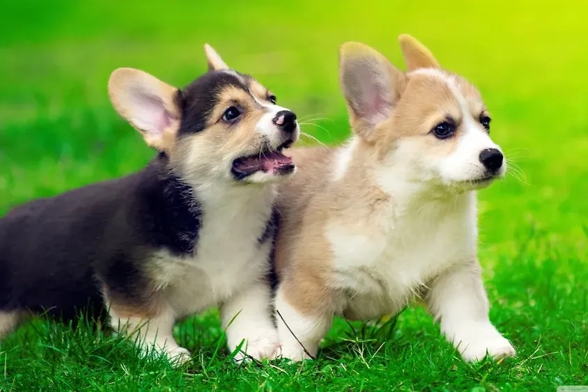 Корги-кардиган и корги-пемброк. Фото © Shutterstock / FOTODOM / New style