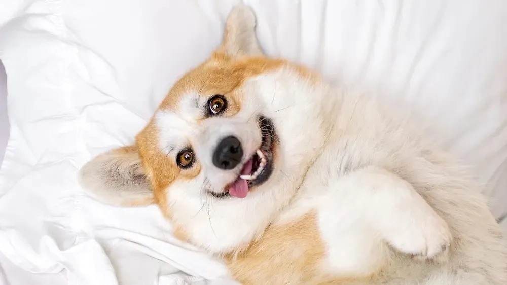 Фото © Shutterstock / FOTODOM / Olha Didenko