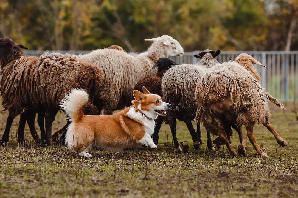 Корги с давних времён были пастушьими собаками. Фото © Shutterstock / FOTODOM / Pchela Vladimir