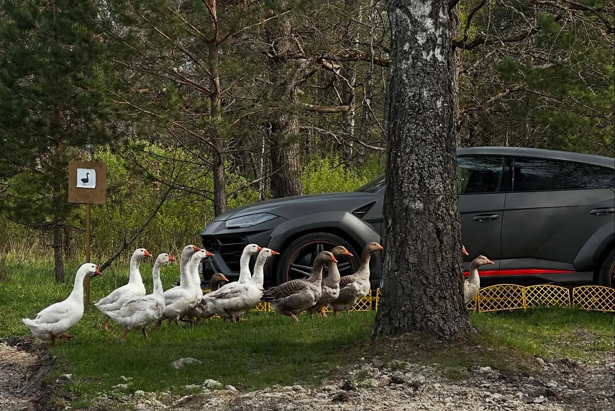 Гуси на ферме Филиппа Бегака и Lamborghini Urus Ивлеевой. Фото © Instagram (признан экстремистской организацией и запрещён на территории Российской Федерации) / nastyaivleeva