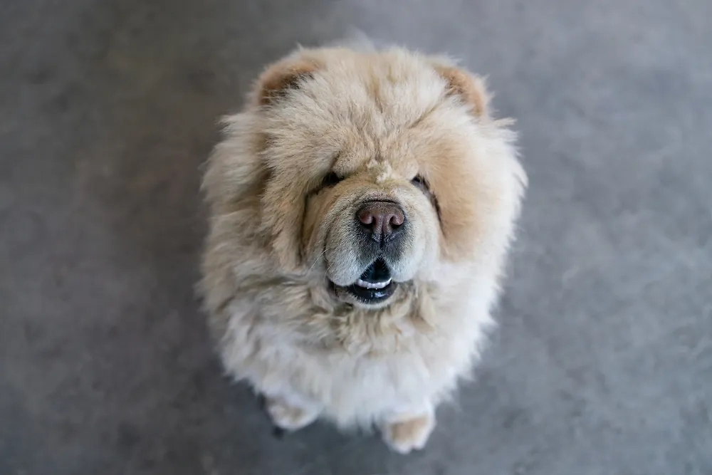 Собаки, которые могут укусить ребёнка: список пород. Фото © Shutterstock / FOTODOM / pchagai