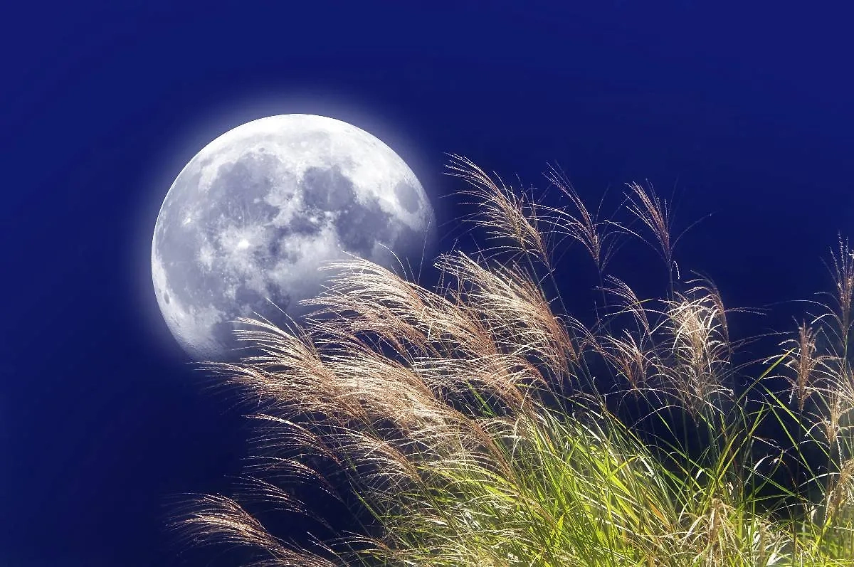 Лунный посевной календарь на июнь 2025 года: а что и как вообще сажать в июне? Фото © Shutterstock / FOTODOM / jiteko