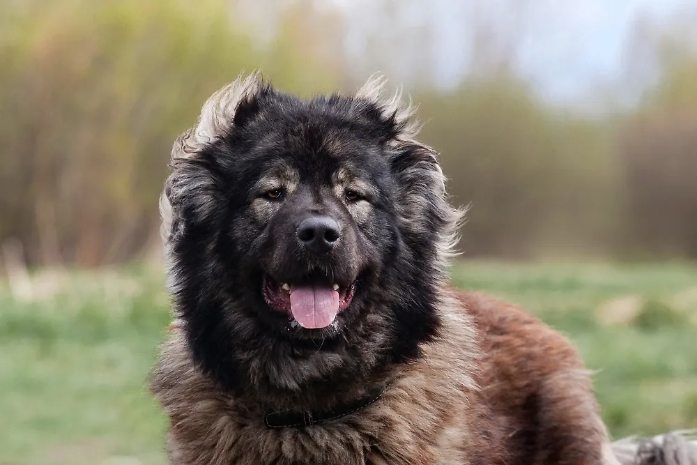 Опасные собаки для семей с детьми: что нужно знать. Фото © Shutterstock / FOTODOM / Tatianasoba