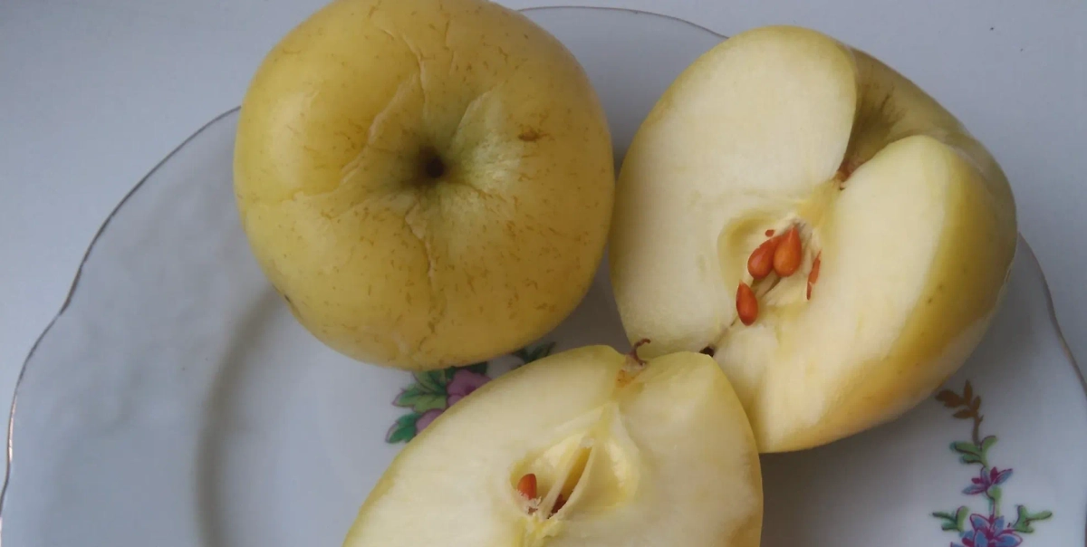 Мочёные яблоки — способ сохранить урожай до следующего лета и придать ему хмельной аромат. Фото © Wikipedia / Fed4ev