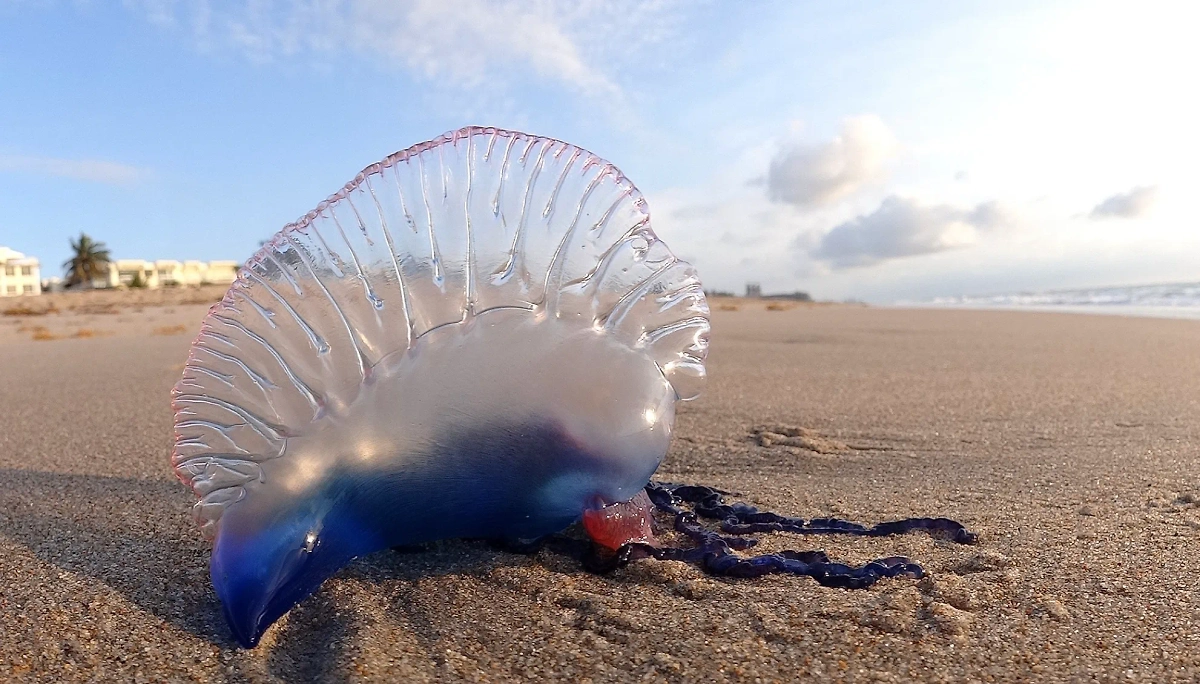 Физалия, выброшенная на берег. Фото © Wikipedia / Biusch