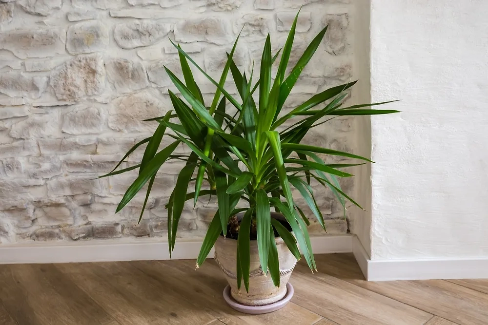 Энергетические вампиры среди комнатных растений — мнение эзотериков. Фото © Shutterstock / FOTODOM / anmbph