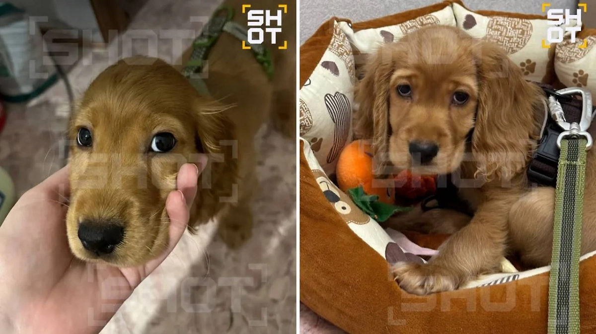 Пострадавший щенок кокер-спаниеля. Фото © SHOT