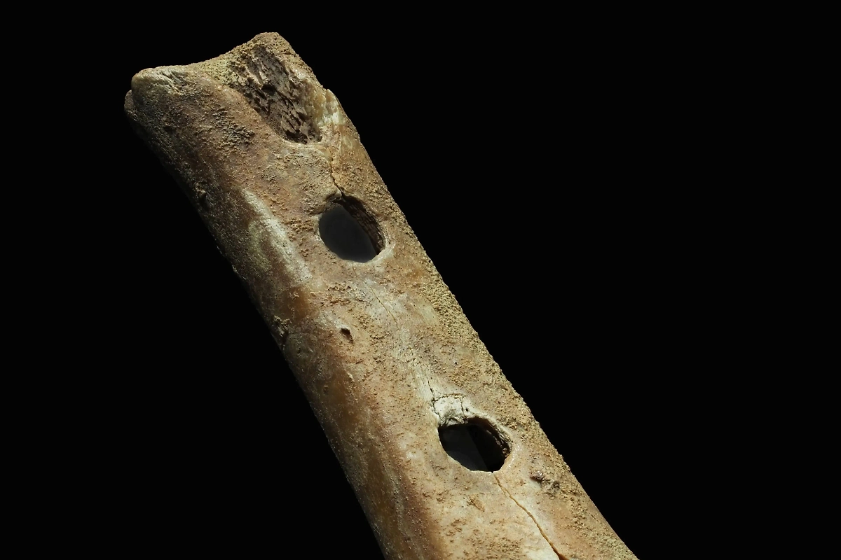 Первая флейта — тоже изобретение неандертальцев. Фото © Wikipedia / Петар Милошевич