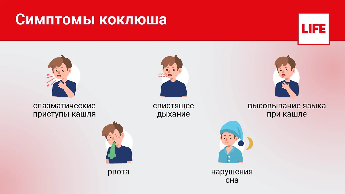 Симптомы коклюша. Инфографика © Life.ru