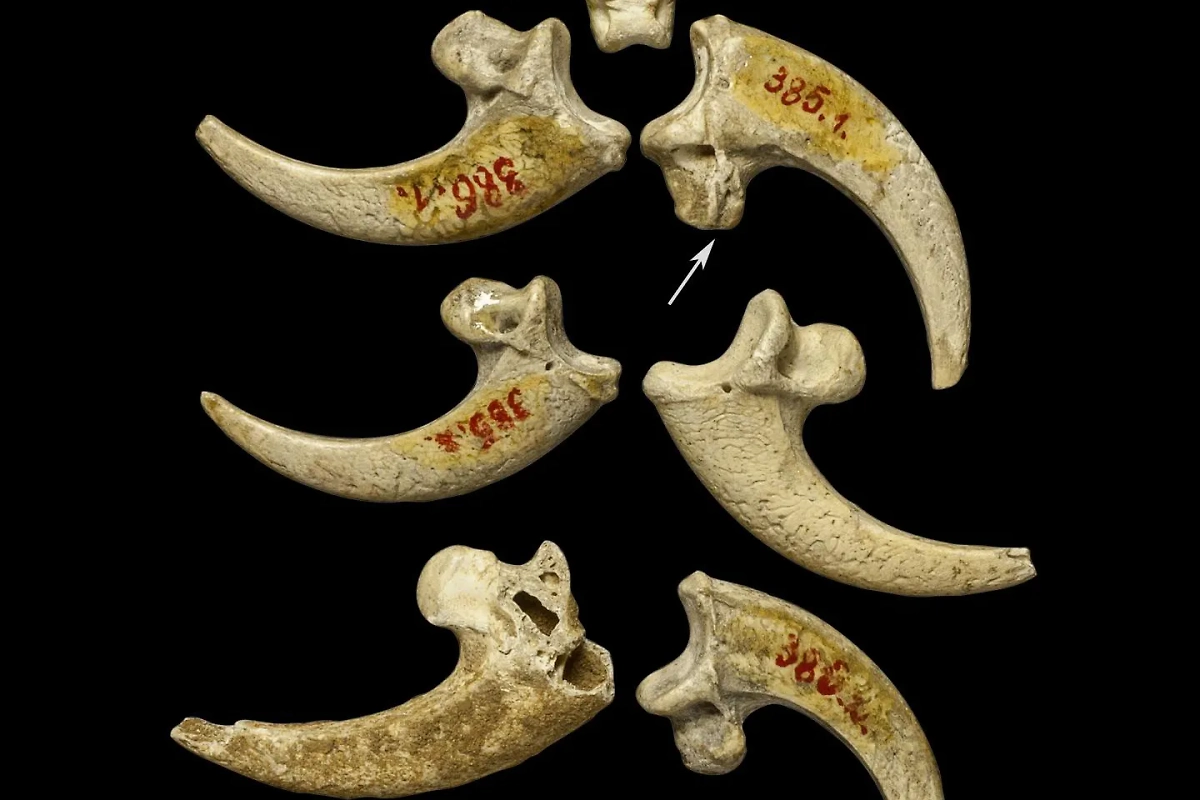 Первые украшения изготавливались, конечно же, из зубов животных. Фото © Wikipedia / Лука Мьеда