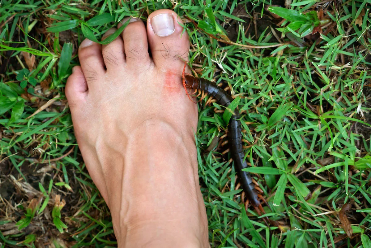 Некоторые люди держат у себя в жилище домашних сколопендр. Их смелости можно только позавидовать. Фото © Gettyimages / anankkml