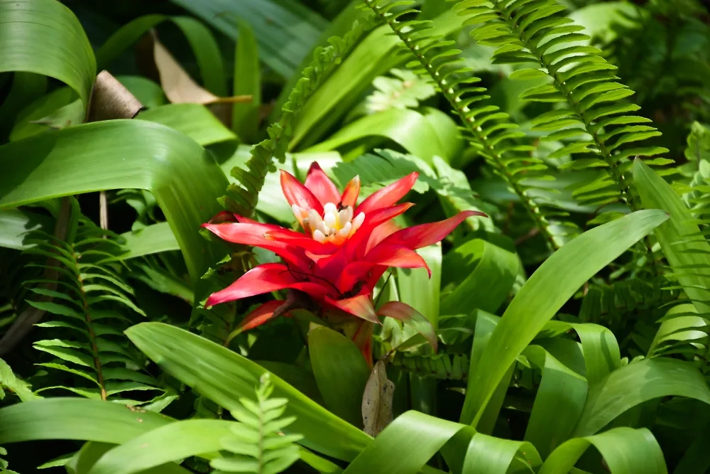 Папоротник цветёт — значит, Иван Купала наступил и решил одарить вас богатствами. Фото © Shutterstock / FOTODOM / Jay Day