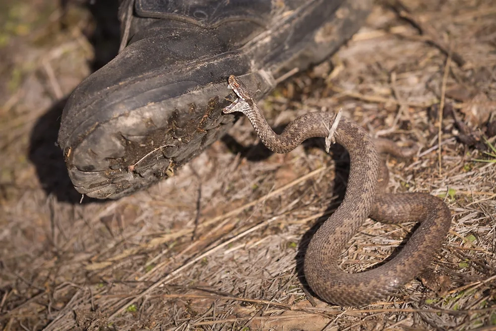 При встрече со змеёй нельзя делать резких движений. Фото © Shutterstock / FOTODOM / goodmoments