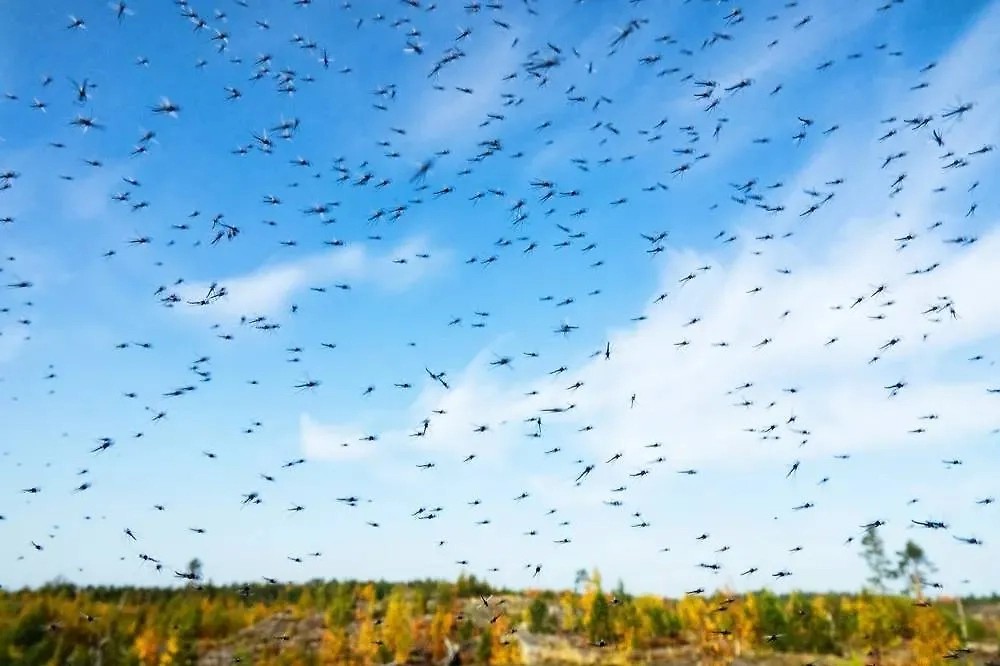 Самая весёлая версия о происхождении Тунгусского метеорита. Главное — в неё легко поверить. Фото © Shutterstock / FOTODOM / Maximillian cabinet