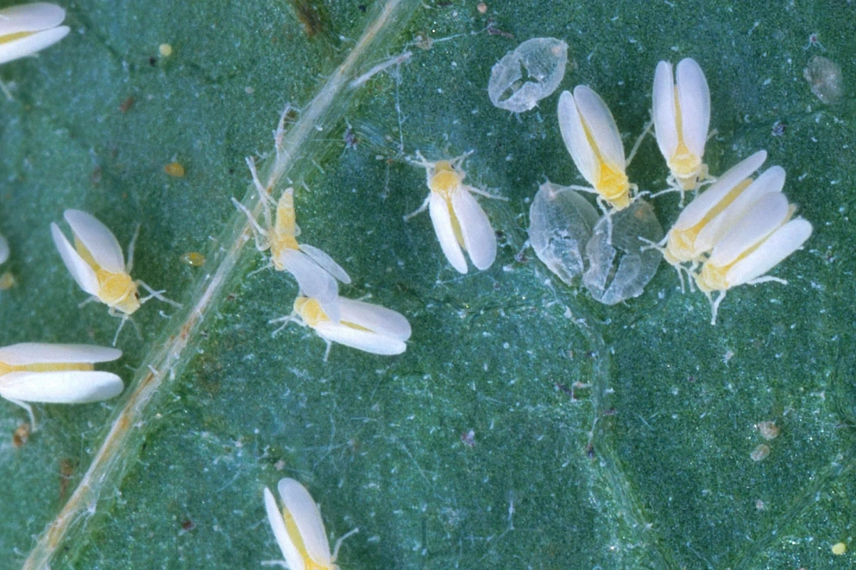 Белокрылка в теплице: профилактика и лечение растений. Фото © Wikipedia / Scott Bauer