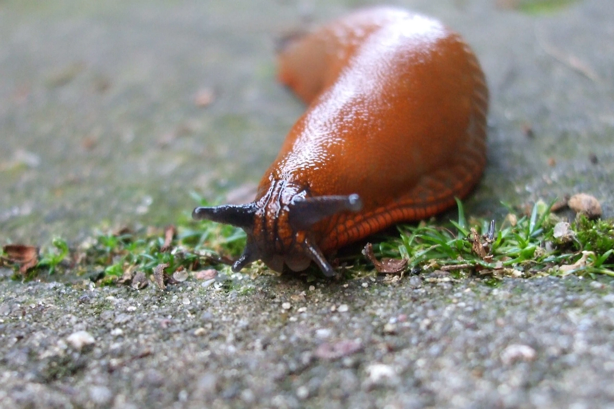 Слизни в огороде: как защитить урожай от вредителей. Фото © Wikipedia / Анастасия Юрьевна Львова