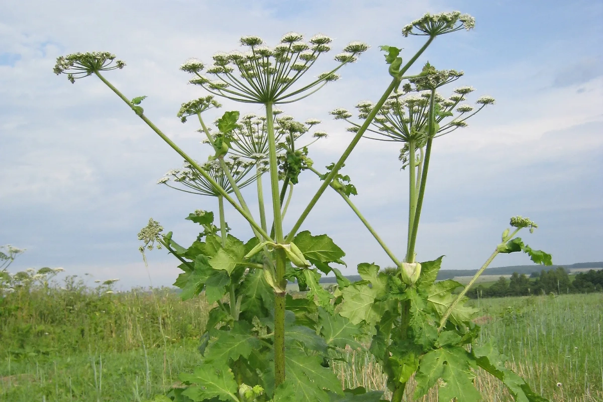 Борщевик может расти практически везде. Фото © Wikipedia / Popadius.