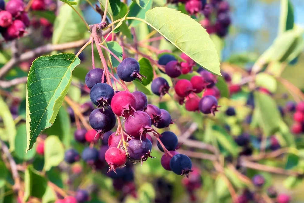 Фото © Shutterstock / FOTODOM / Ludmila Kapustkina