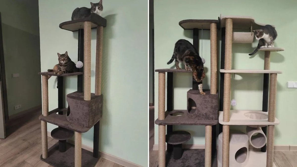 Фото © Instagram (признан экстремистской организацией и запрещён на территории Российской Федерации) / kotodom_42