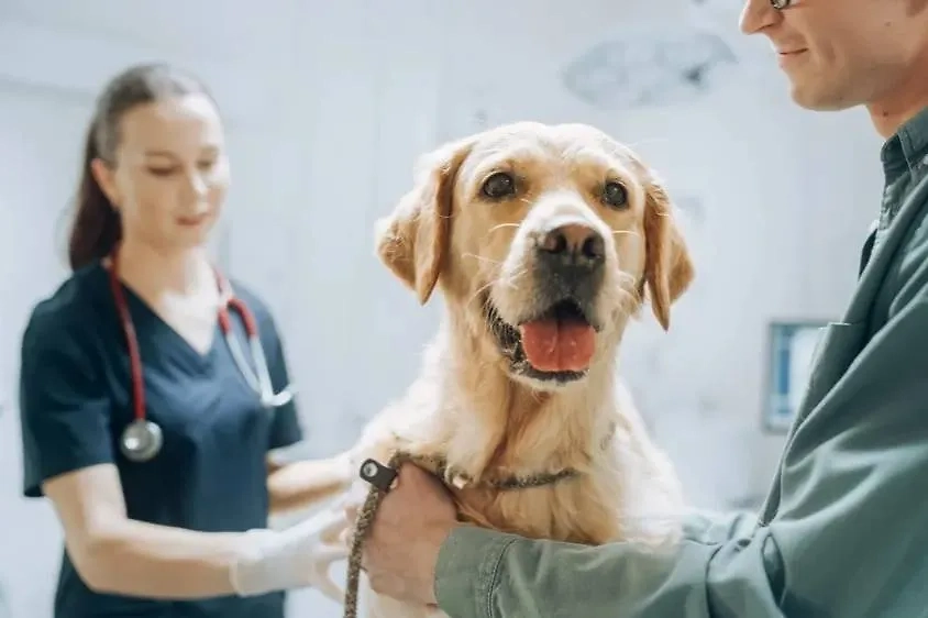 Не занимайтесь самолечением! Консультируйтесь с ветеринаром на каждом этапе сопровождения собаки в критической ситуации. Фото © Shutterstock / FOTODOM / Gorodenkoff