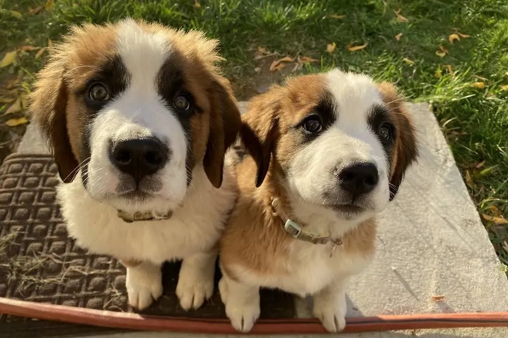 Фото © Shutterstock / FOTODOM / HannahMmiller