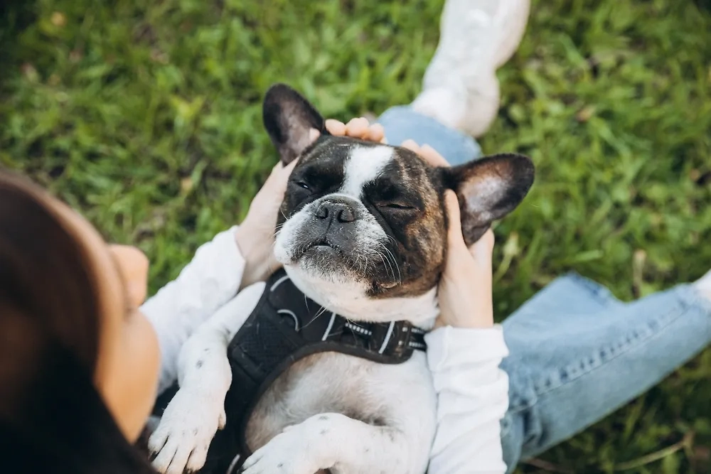 Фото © Shutterstock / FOTODOM / Inna photographer