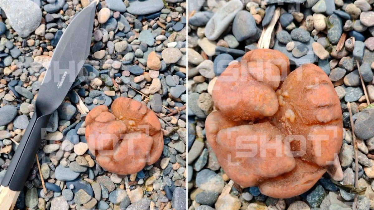 Неопознанное существо нашли рыбаки в Магадане. Фото © Telegram/ SHOT