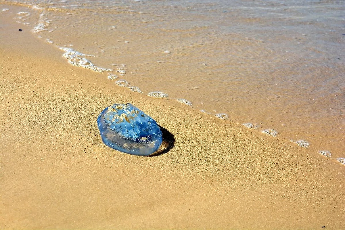 Пляжи Туниса оккупировали медузы. Фото © Shutterstock / FOTODOM / Olga Vasilyeva