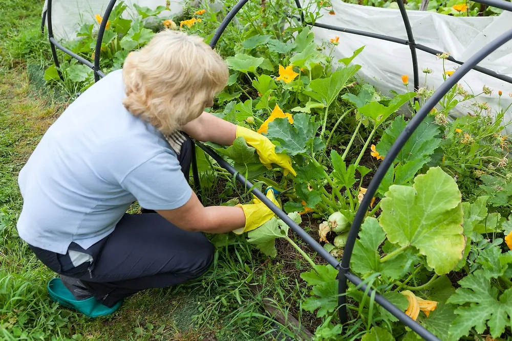 Психология огорода: что означают высокие заборы и садовые фигурки. Фото © Shutterstock / FOTODOM / Kekyalyaynen