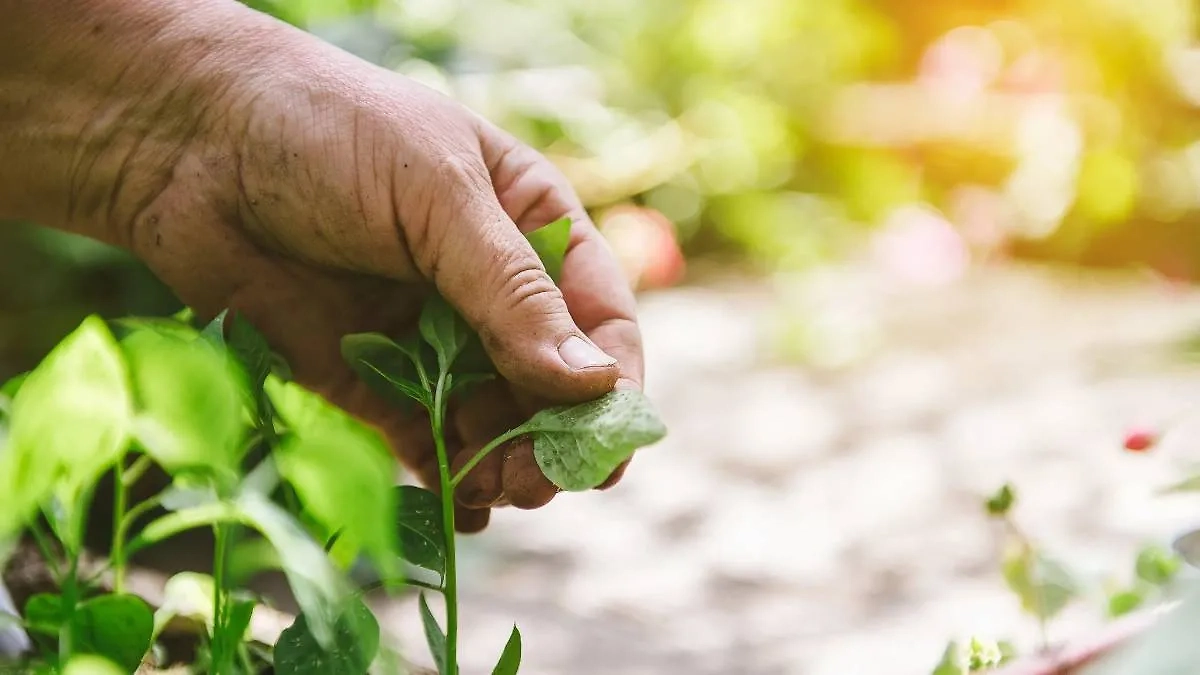 Лунный посевной календарь садовода и огородника рекомендует готовить рассаду некоторых культур именно в августе. Фото © Shutterstock / FOTODOM / Helen Sushitskaya