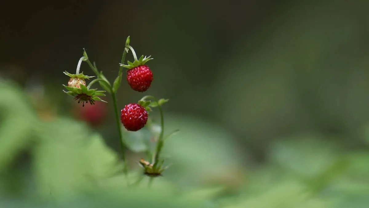 Из ягод для рассады в августе подойдёт земляника. Следите за ней очень внимательно. Лунный календарь огородника и садовода на 2025. Фото © Shutterstock / FOTODOM / CloudyDayPictures