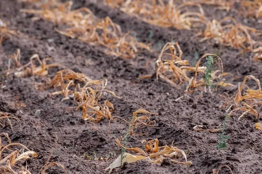 Глобальное потепление вызывает в России засуху. Страдает юг — главная «хлебница». Фото © Shutterstock / FOTODOM / fotogurmespb