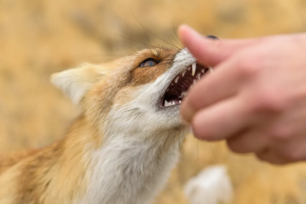 Бешенство — наше любимое. Не стоит гладить лисичку, если она направляется к вам странной походкой. Фото © Shutterstock / FOTODOM / Sytilin Pavel