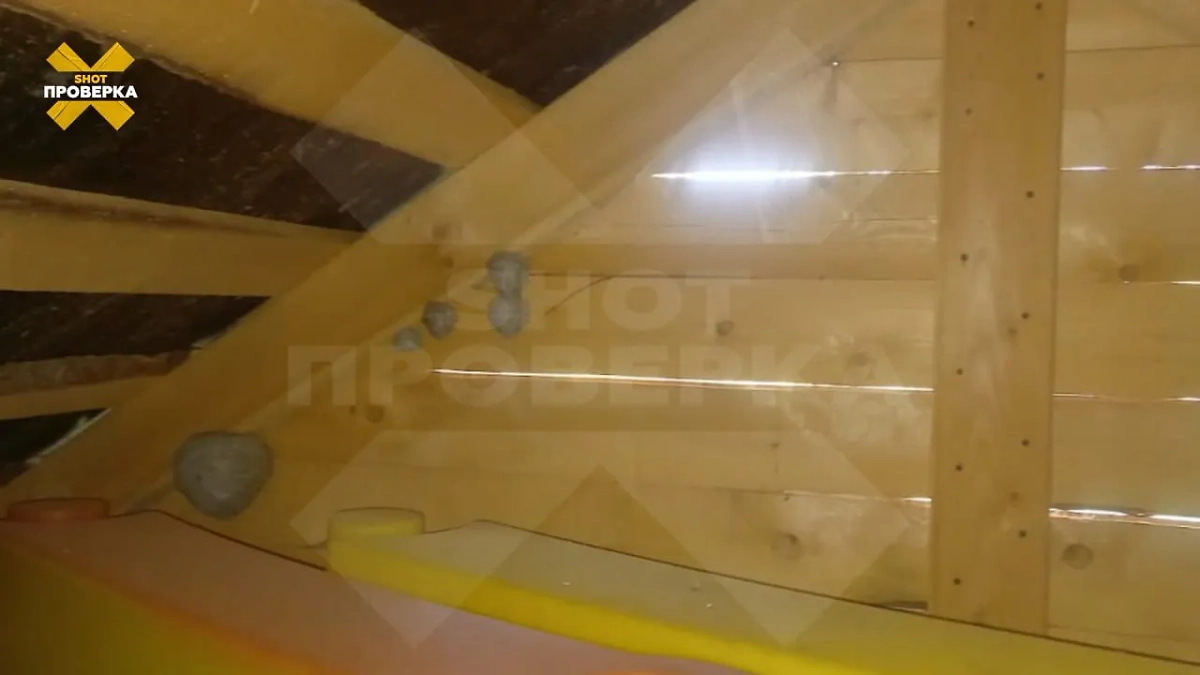 Фото из Подмосковья, где осы активно строят дома в сараях россиян. Фото © Telegram / SHOT ПРОВЕРКА