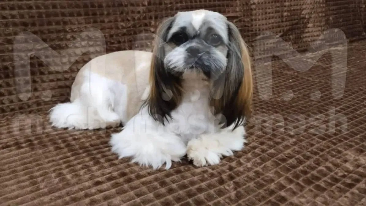 Уплывшая на лодке собака. Фото © Telegram / Mash