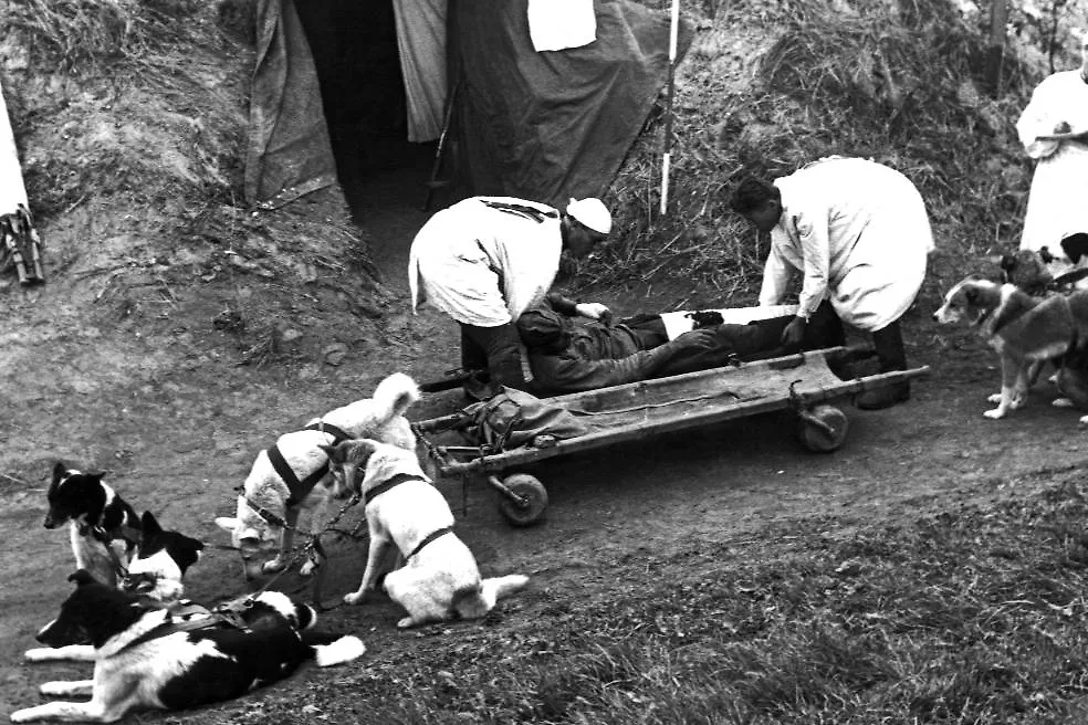 Собаки-санитары заслужили особое прозвище — мохнатые ангелы. Фото © ТАСС / Леонид Великжанин