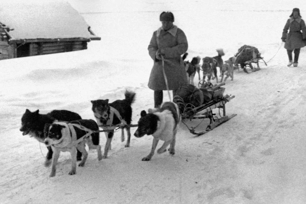 Ездовые собаки оказывали во время Великой Отечественной войны неоценимую помощь фронту. Фото © ТАСС / Владимир Капустин