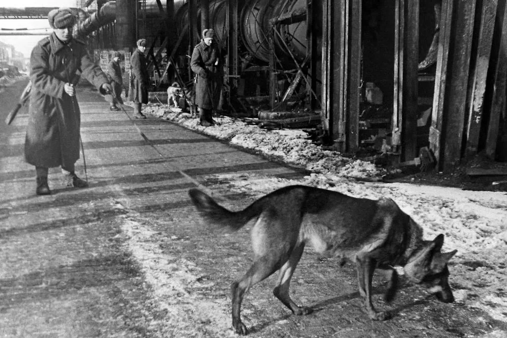 Во время Великой Отечественной фронтовые собаки обезвреживали мины и бомбы. Фото © ТАСС / Леонид Леонидов