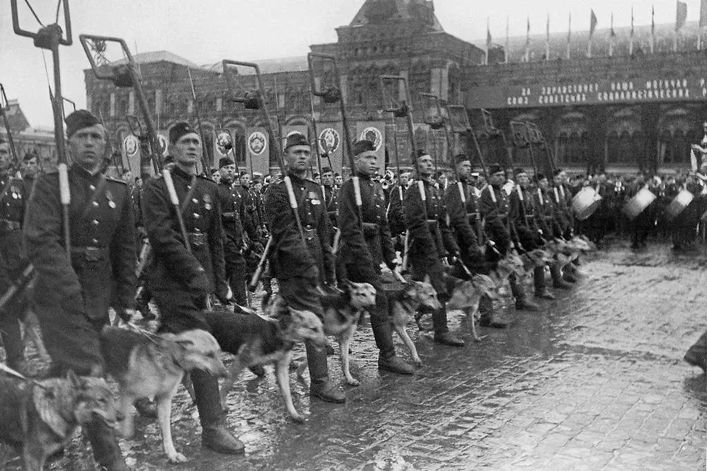 В отличие от истребителей танков пушистые диверсанты оставались живыми. Фото © ТАСС / Макс Альперт