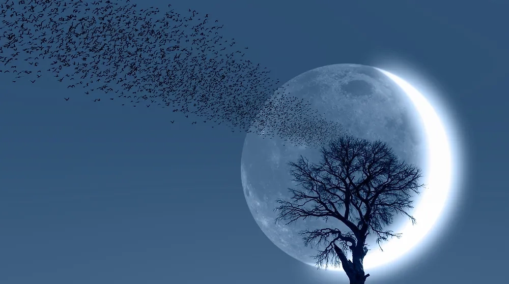 Новолуние в августе: в каком знаке зодиака будет, когда наступит. Фото © Shutterstock / FOTODOM / muratart