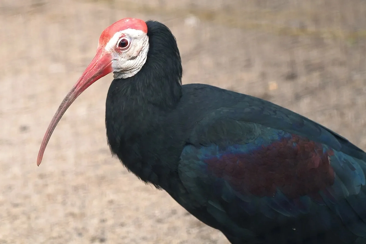 Северный лысый ибис выглядит как злодей из японских мультфильмов. Фото © Wikipedia / Sarefo 