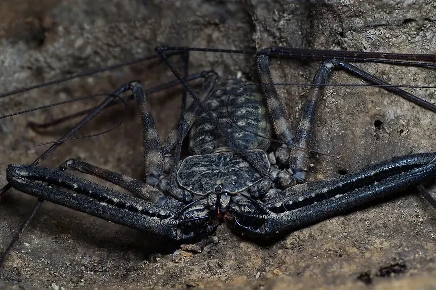 Фрин — это паук, но необычный, он страшнее других пауков. Намного страшнее. Фото © Shutterstock / FOTODOM / morslasdert