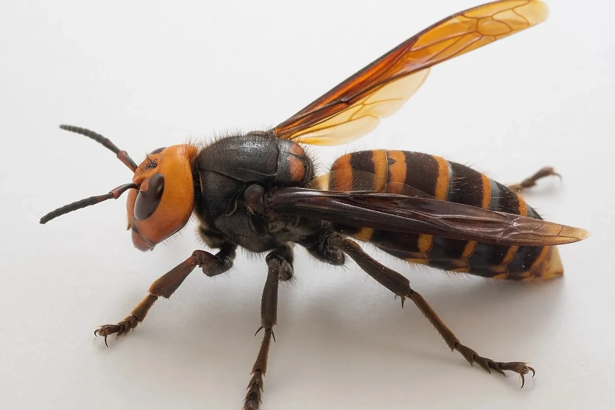 Просто шершень — это неприятно. А японский гигантский шершень — это страшно. Фото © Wikipedia / Yasunori Koide