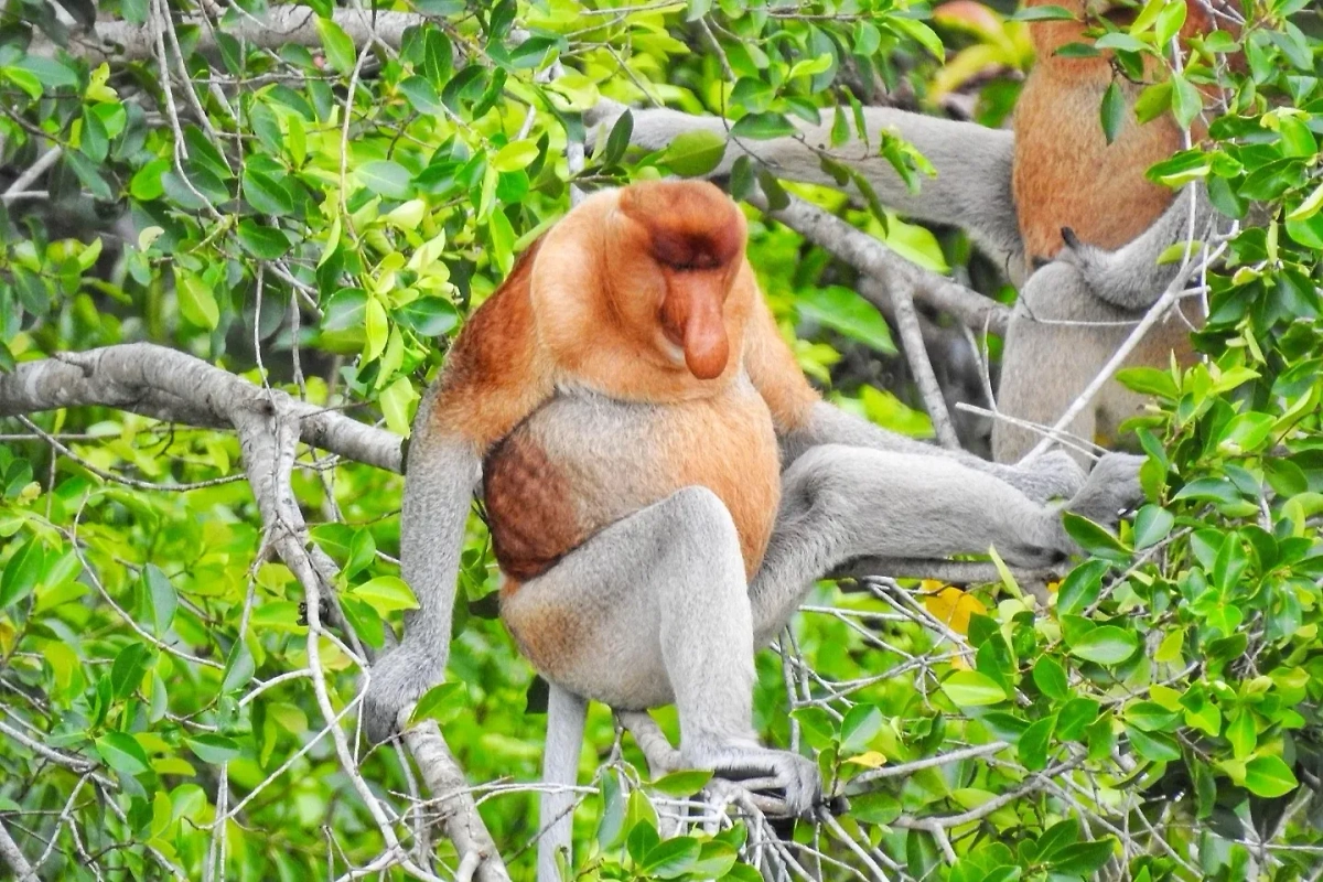 Носач — это странная обезьяна, которая отличается огромным носом. Не так страшно, как у крота, но всё же. Фото © Wikipedia / Gazagazasanid