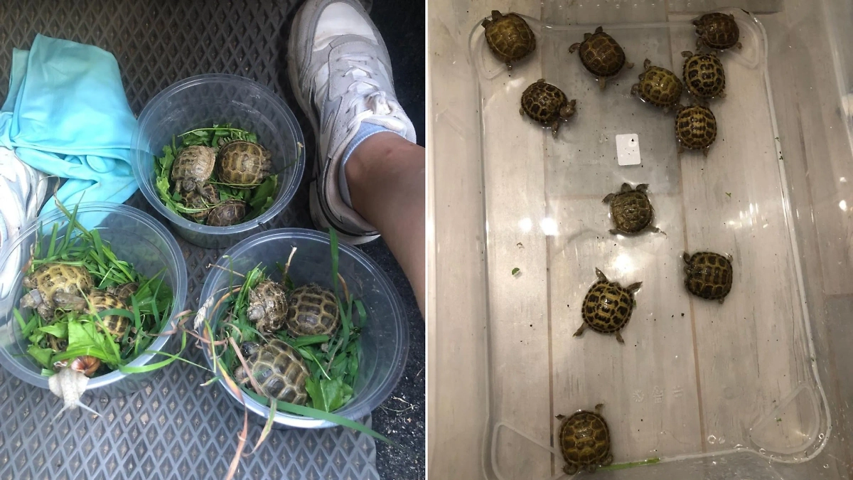 На помойке в Твери найдены детёныши краснокнижной черепахи. Фото © VK / Тверь черепахи — рептилии