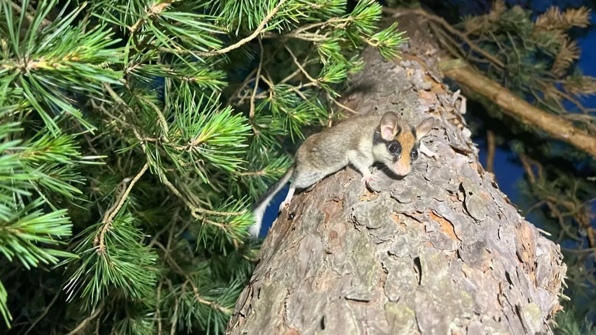 Фото © VK / Нижне-Свирский государственный заповедник / Дарья Афанасьева