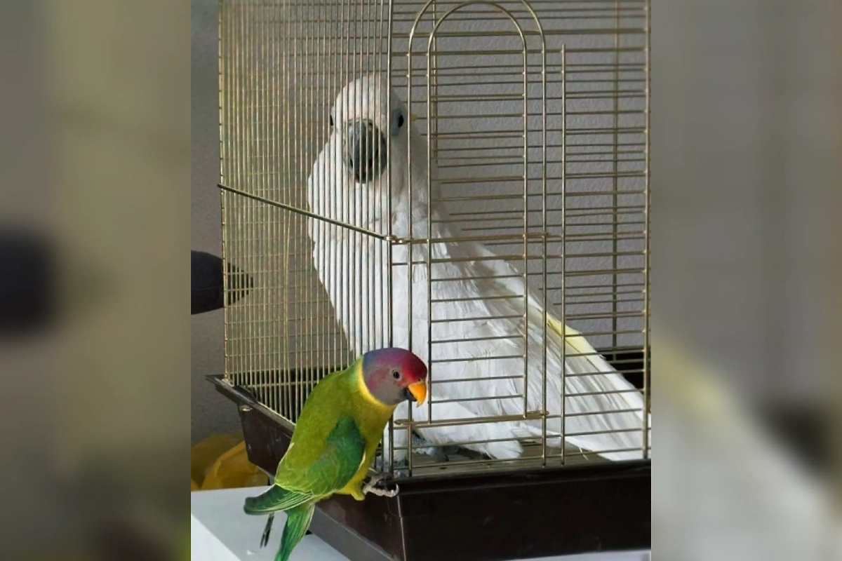 Спасённые Марией попугаи Марго и Слива. Фото © из личного архива Марии