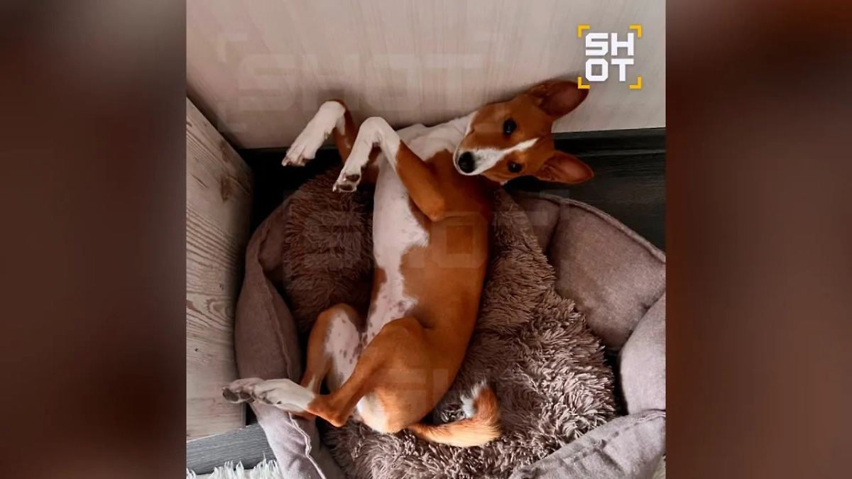 В Мурманске собака породы басенджи напала на двухлетнюю девочку. Фото © SHOT