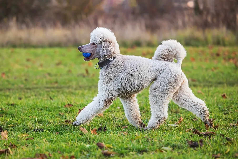 Пудель — собака, которая появилась в качестве охотничьего помощника. Послушание — её важнейшая черта. Фото © Shutterstock / FOTODOM / Michal Ninger